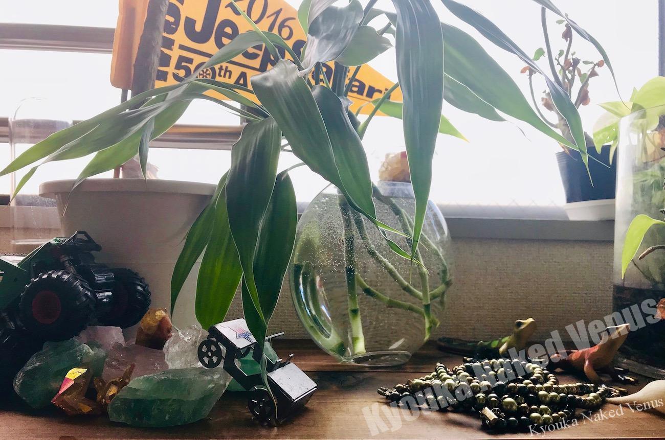 植物培養中☆